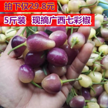 【一件代发】现摘现发5斤广西七彩椒五彩椒