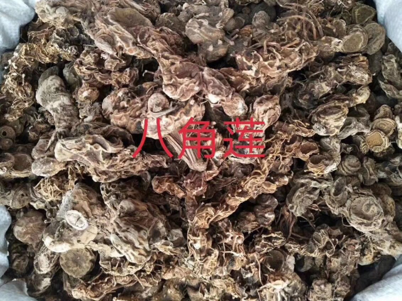 大货供应｛八角莲｝可批量可零售量大从优【包邮】