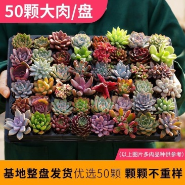 多肉多肉植物豪华套餐