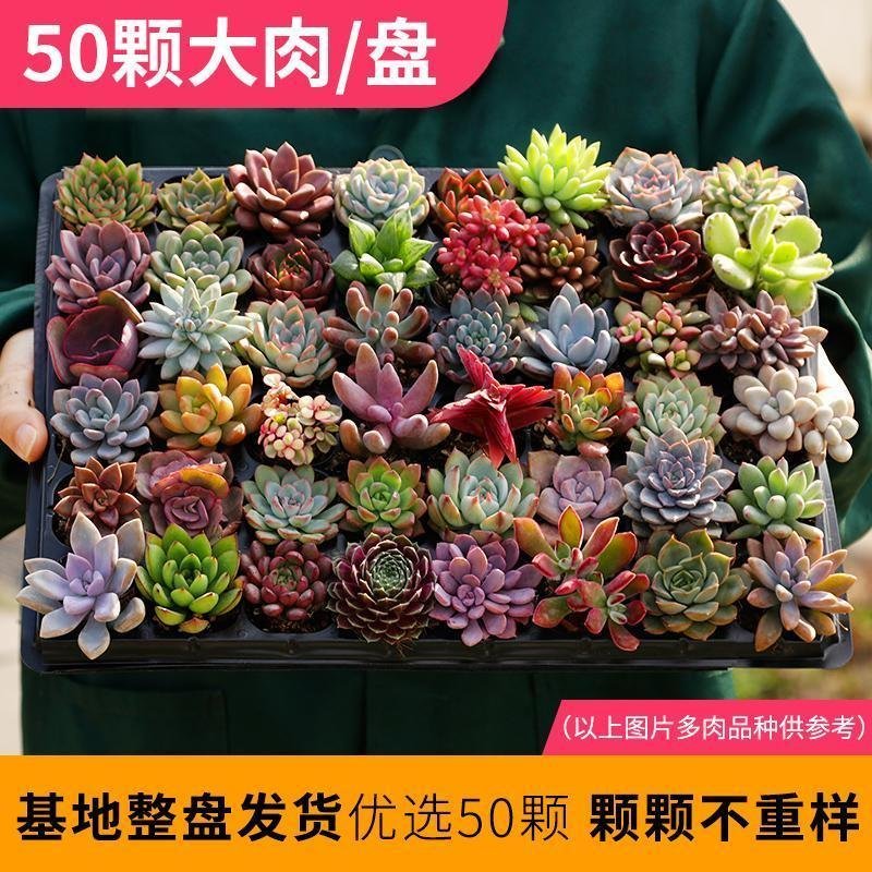 多肉多肉植物豪华套餐