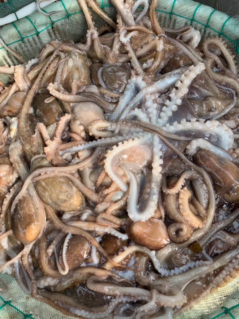 新鲜章鱼八爪鱼长腿章鱼短腿八爪下单咨询