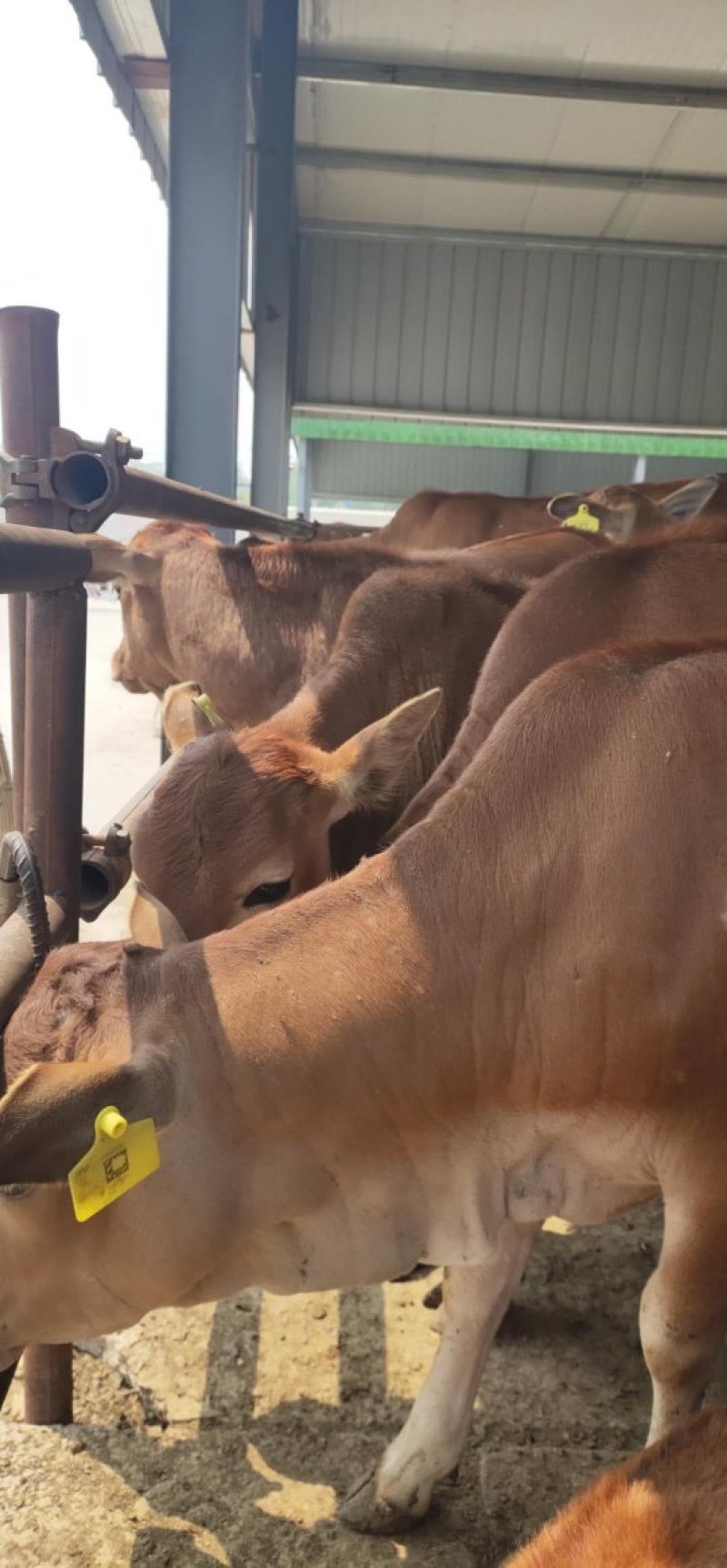湖南鲁西黄牛肉牛犊小牛仔小牛苗及大型西门塔尔牛种牛母牛
