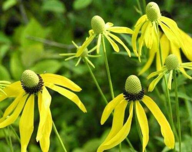 草原松果菊种子松果菊种子紫锥花种子四季易活花海花卉种子