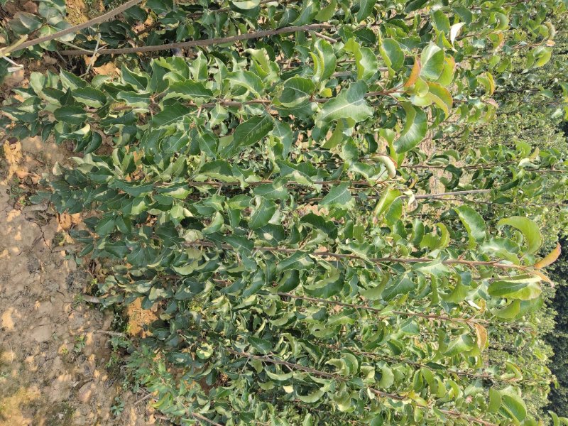 彩叶豆梨秋火焰自家苗圃一手货源选用优质河北杜梨母本耐酸碱