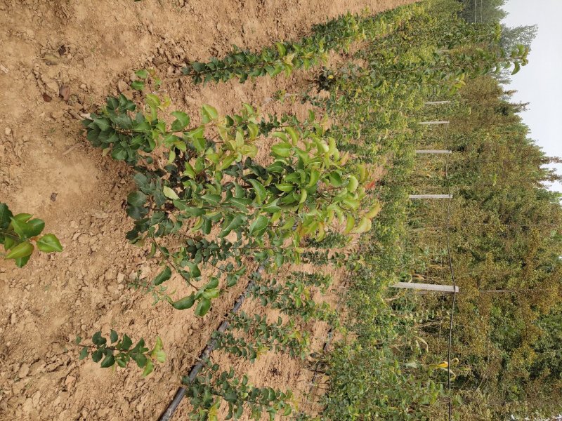 彩叶豆梨秋火焰自家苗圃一手货源选用优质河北杜梨母本耐酸碱