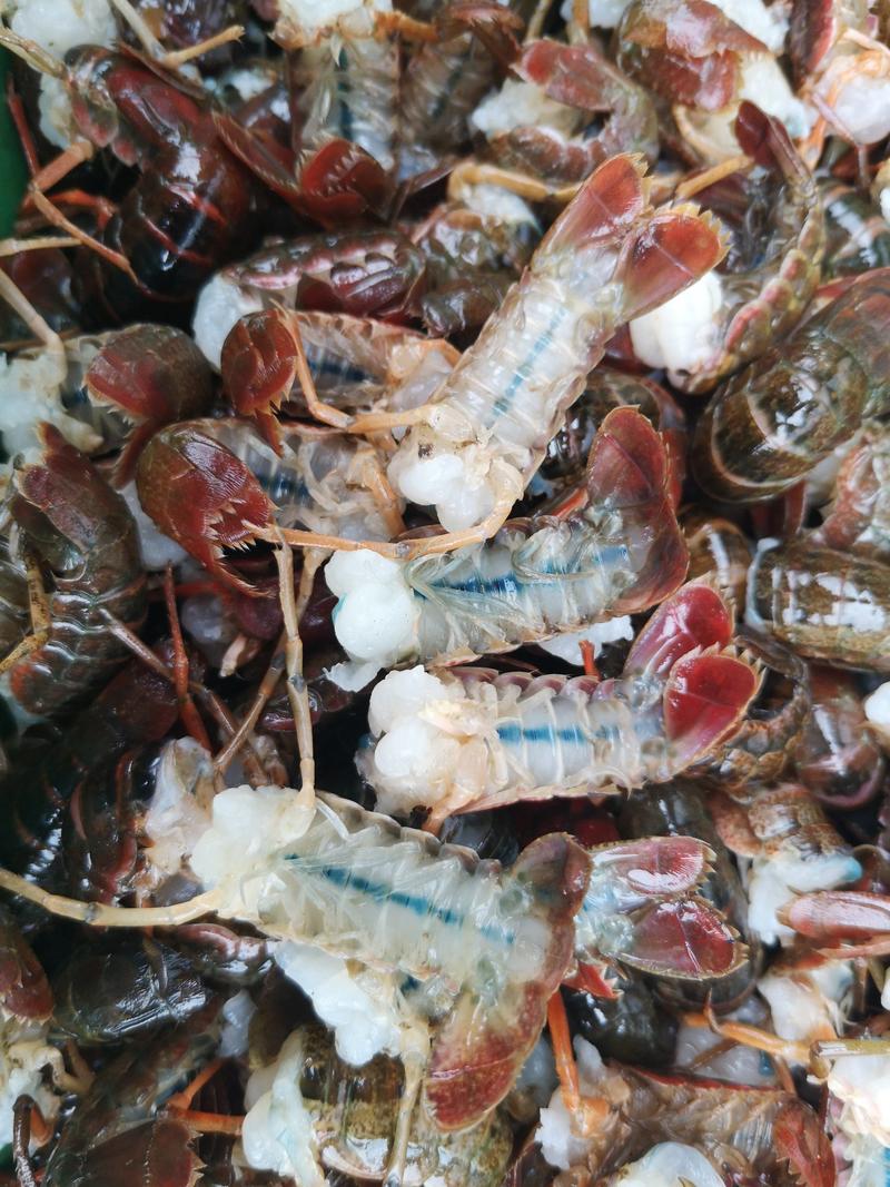 【热销中】精品新鲜龙虾虾尾原产直供肉质鲜美质量保证
