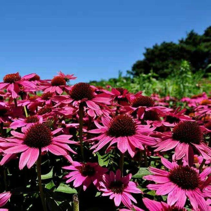 草原松果菊种子松果菊种子紫锥花种子四季易活花海花卉种子