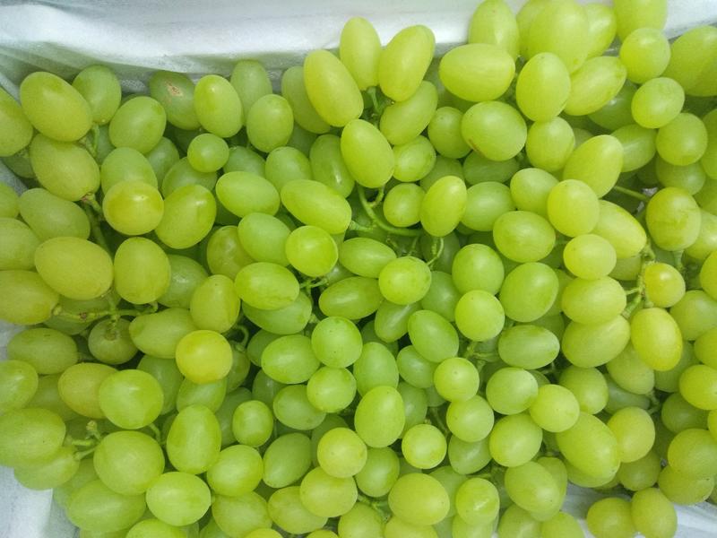青提维多利亚葡萄金蜜葡萄上市全国发货合作共赢欢迎咨询