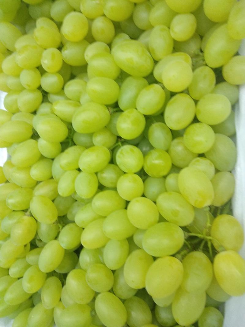 青提维多利亚葡萄金蜜葡萄上市全国发货合作共赢欢迎咨询