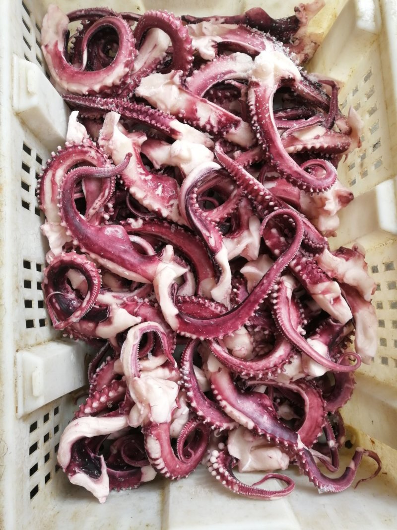 章鱼须章鱼足脆口章鱼须大章鱼须纯干冻无冰