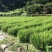 红豆杉种子沙藏红豆杉种子可以直接播种红豆杉鲜果