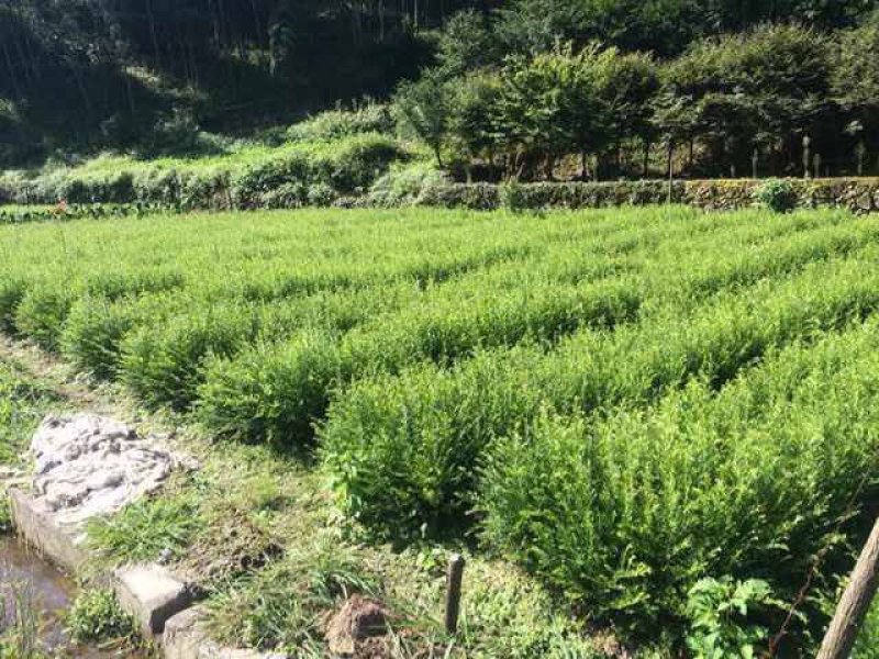 红豆杉种子沙藏红豆杉种子可以直接播种红豆杉鲜果