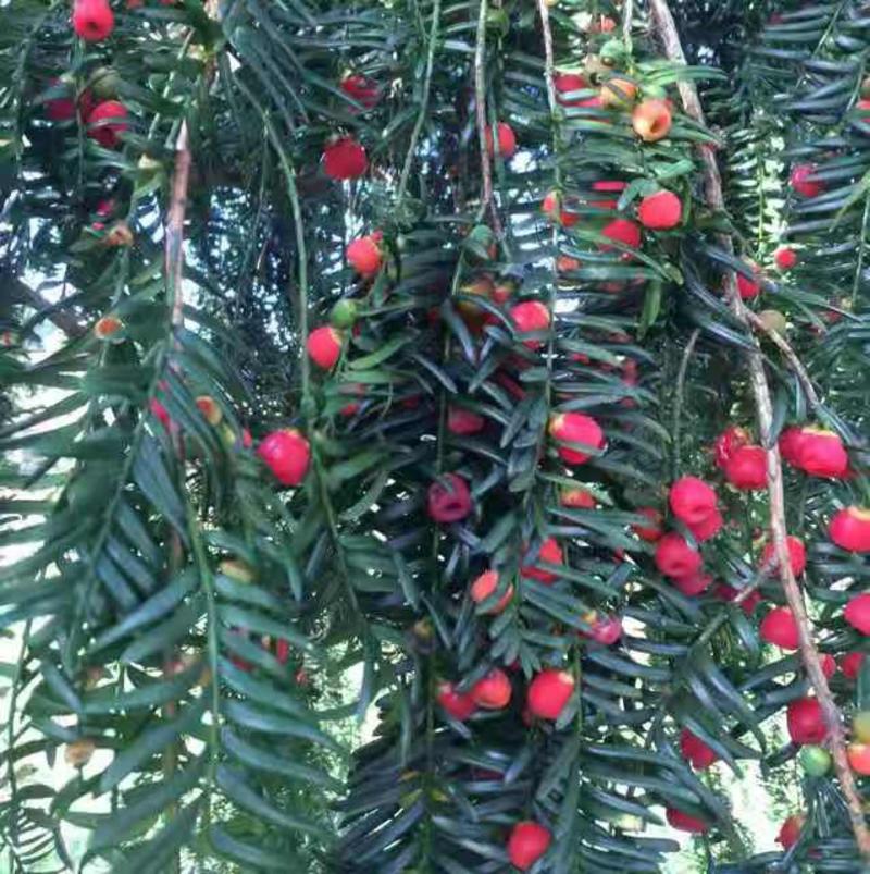 红豆杉种子沙藏红豆杉种子可以直接播种红豆杉鲜果