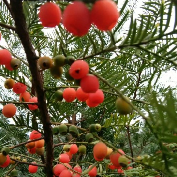 红豆杉种子沙藏红豆杉种子可以直接播种红豆杉鲜果