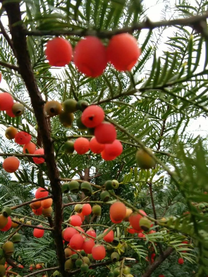 红豆杉种子沙藏红豆杉种子可以直接播种红豆杉鲜果