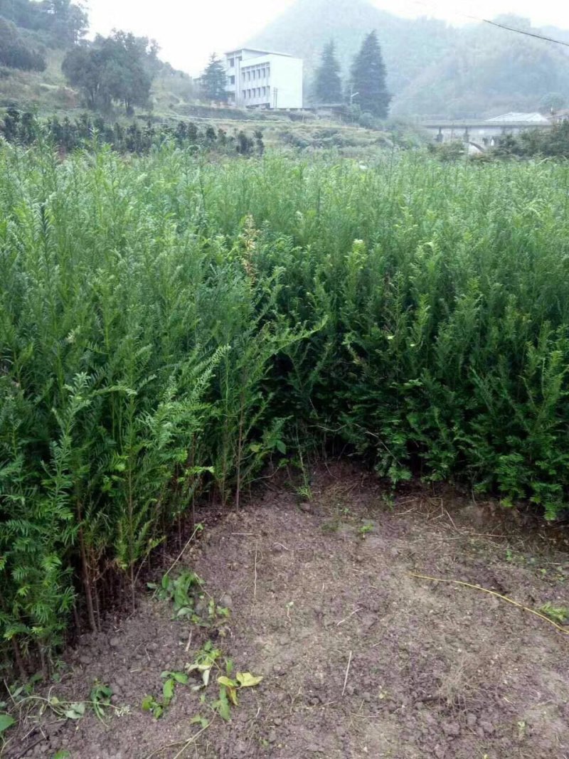 红豆杉种子沙藏红豆杉种子可以直接播种红豆杉鲜果
