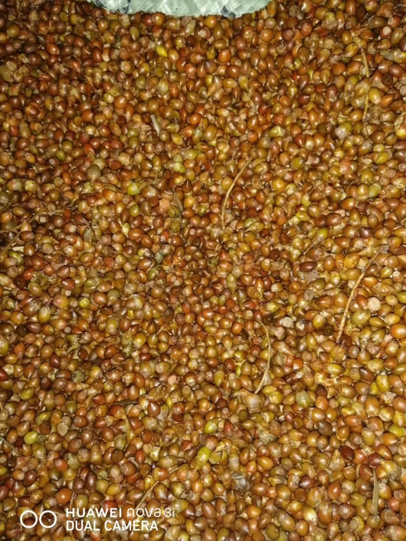 红豆杉种子沙藏红豆杉种子可以直接播种红豆杉鲜果