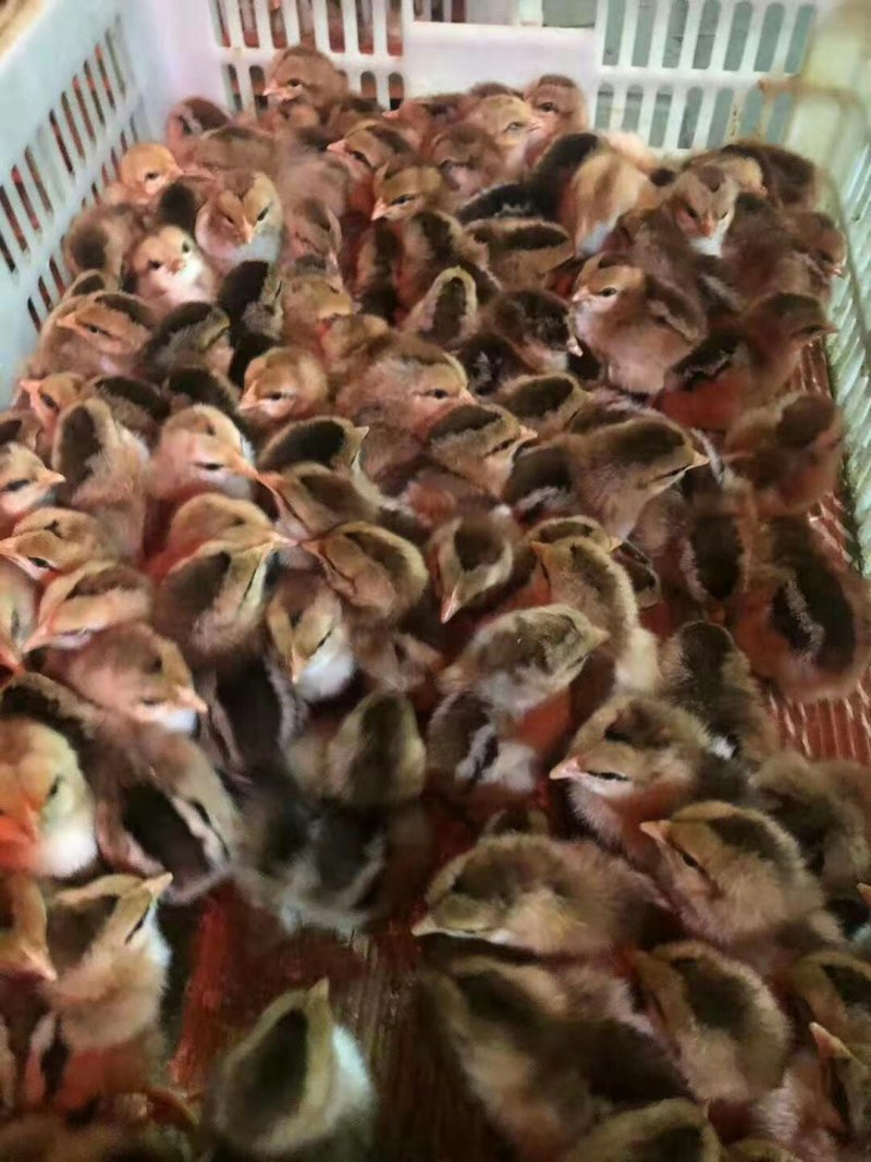 鸡苗，清远麻鸡苗，可分公母，出壳做好第一针