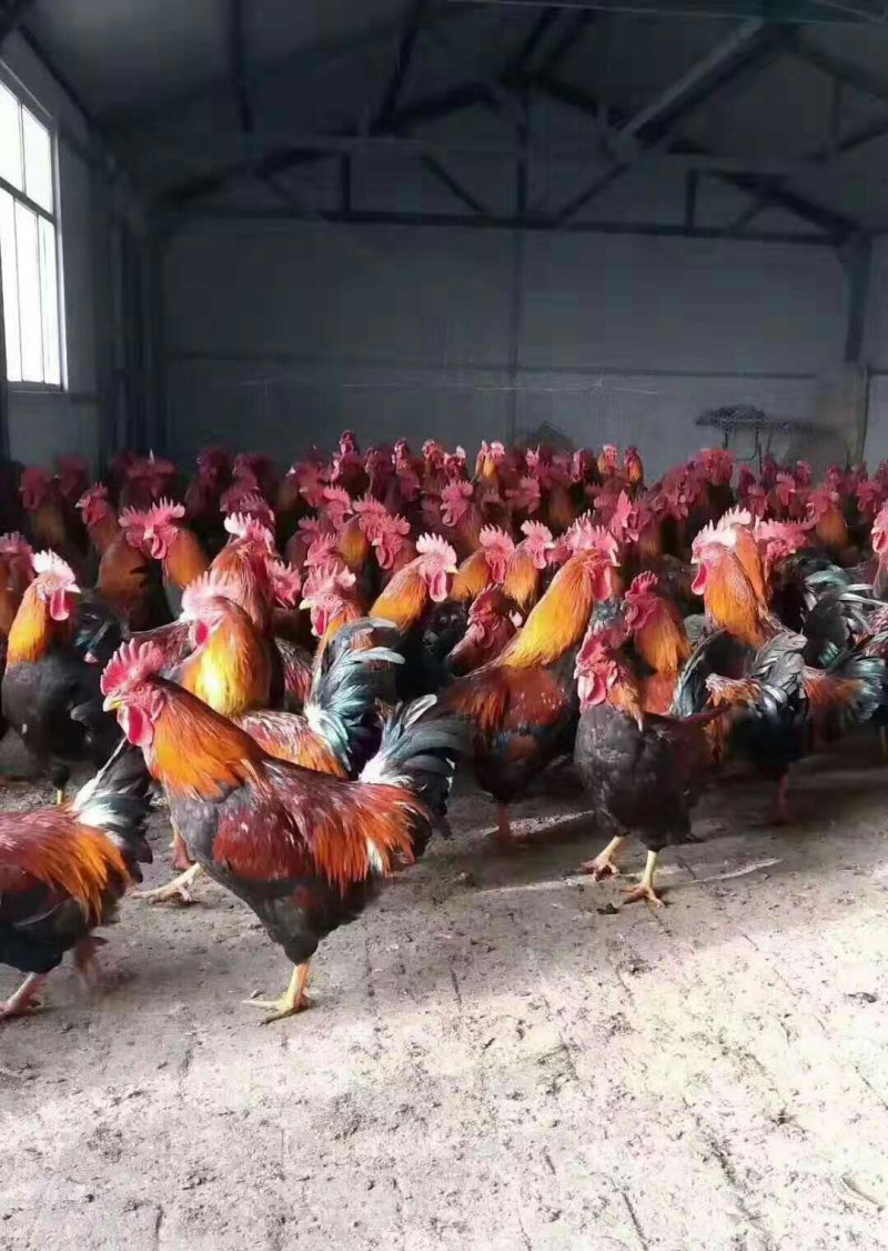 鸡苗，清远麻鸡苗，可分公母，出壳做好第一针