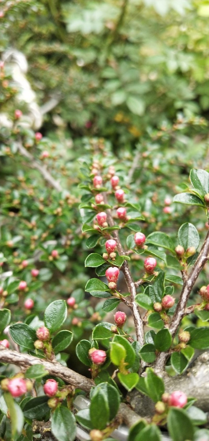 红花平枝荀子，地蜈蚣，可盆栽，阳台，庭院，易成活