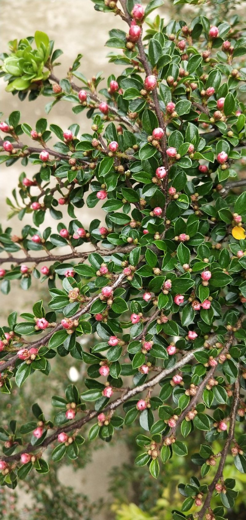 红花平枝荀子，地蜈蚣，可盆栽，阳台，庭院，易成活