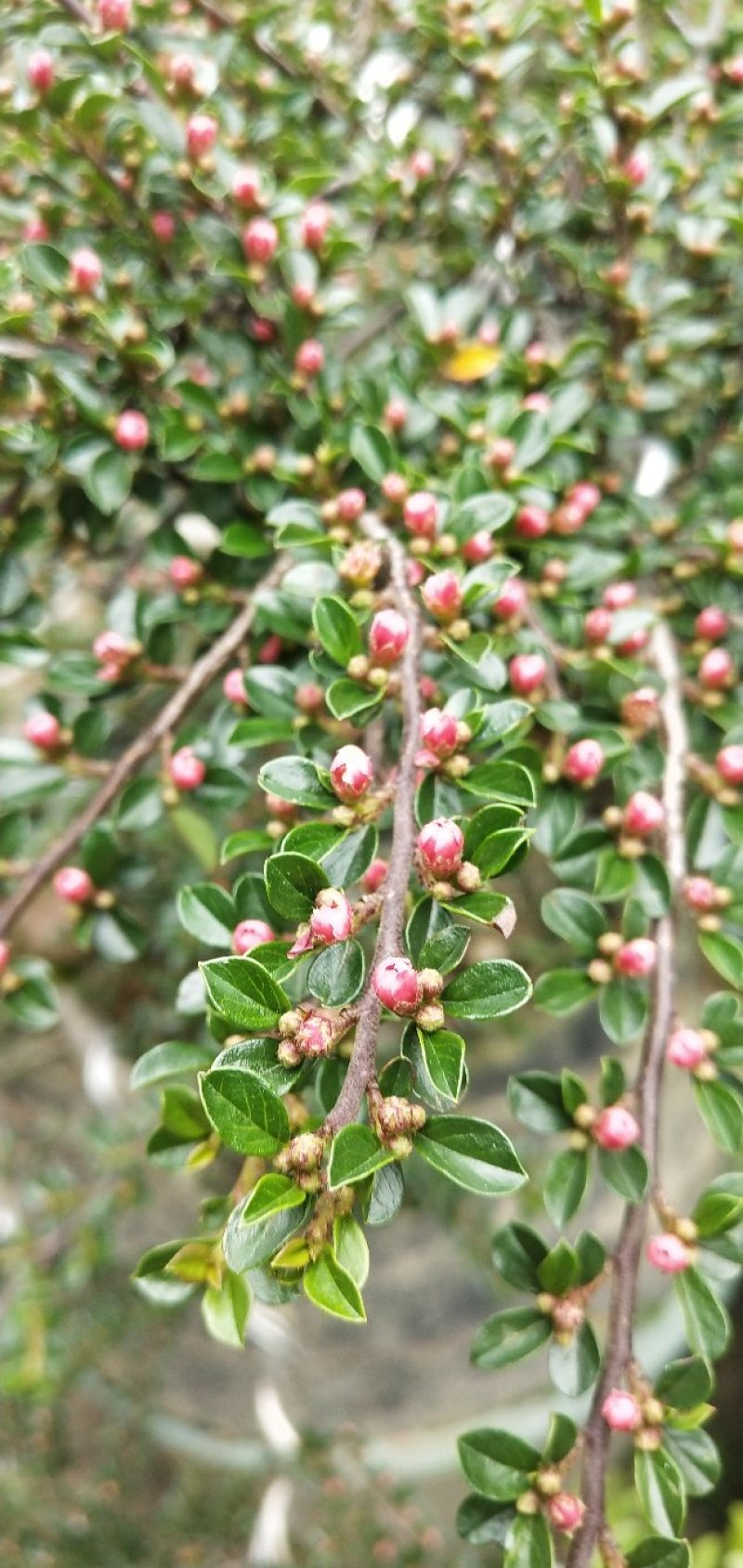 红花平枝荀子，地蜈蚣，可盆栽，阳台，庭院，易成活