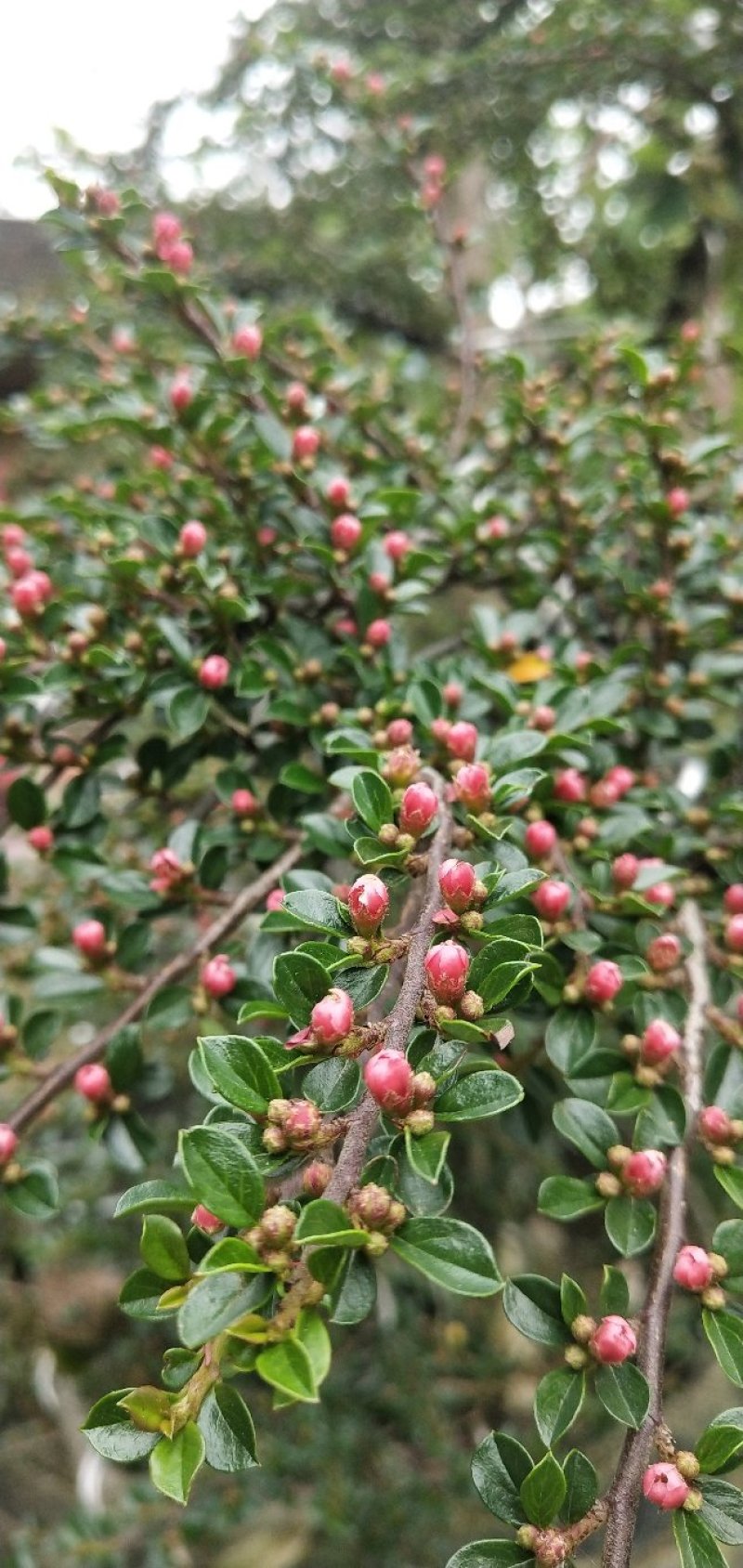红花平枝荀子，地蜈蚣，可盆栽，阳台，庭院，易成活