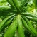八角莲，山荷叶，金魁莲，旱八角莲种块种子植物花卉可