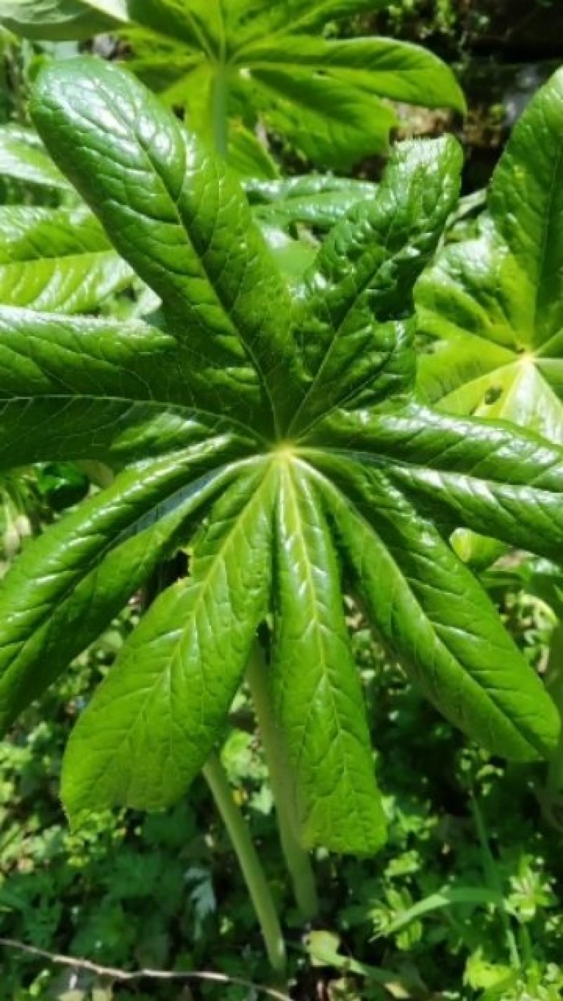 八角莲，山荷叶，金魁莲，旱八角莲种块种子植物花卉可