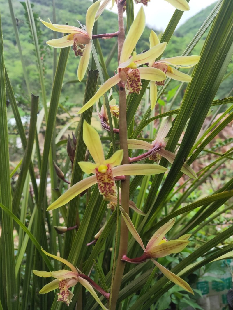 浓香型兰花盆栽兰花苗春兰惠兰盆栽绿植室内绿植盆