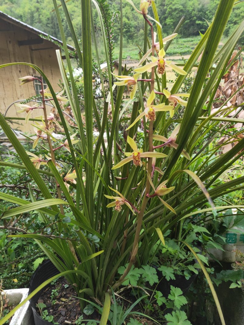 浓香型兰花盆栽兰花苗春兰惠兰盆栽绿植室内绿植盆