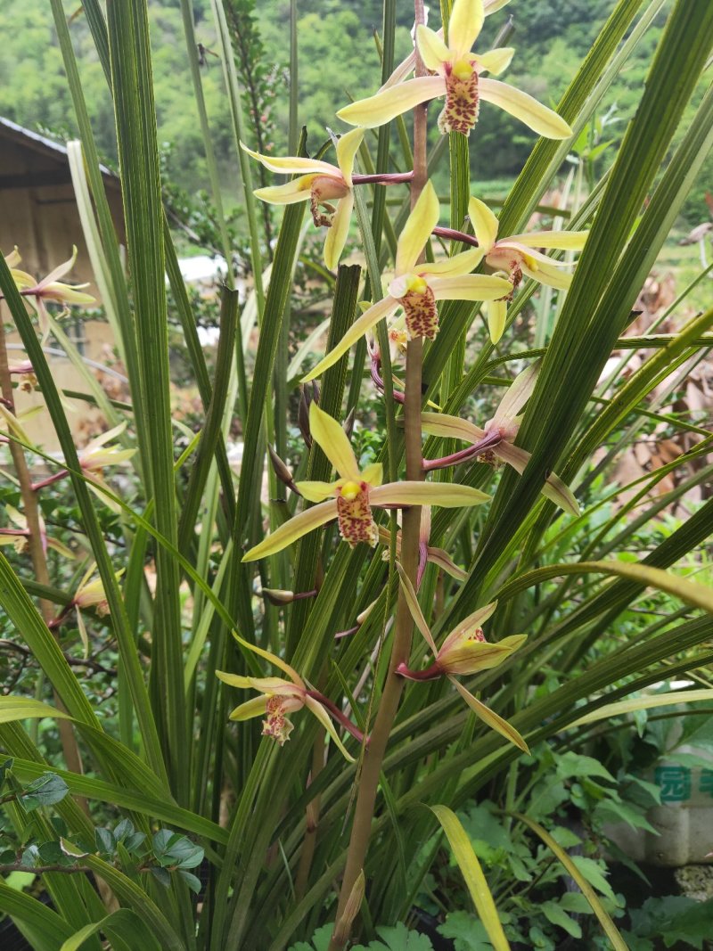 浓香型兰花盆栽兰花苗春兰惠兰盆栽绿植室内绿植盆