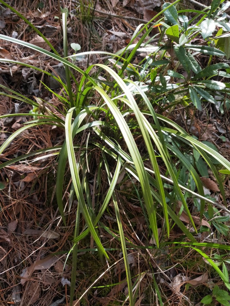 浓香型兰花盆栽兰花苗春兰惠兰盆栽绿植室内绿植盆