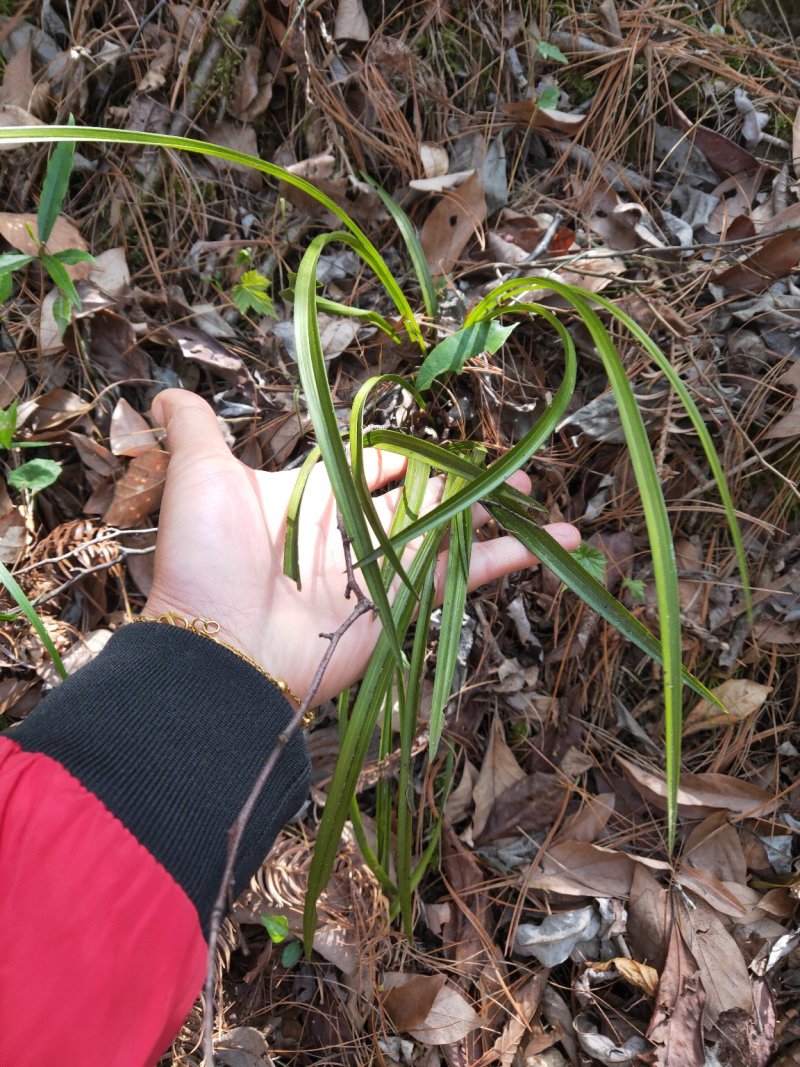 浓香型兰花盆栽兰花苗春兰惠兰盆栽绿植室内绿植盆