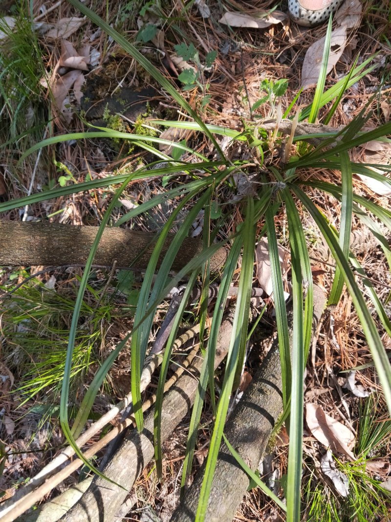 浓香型兰花盆栽兰花苗春兰惠兰盆栽绿植室内绿植盆