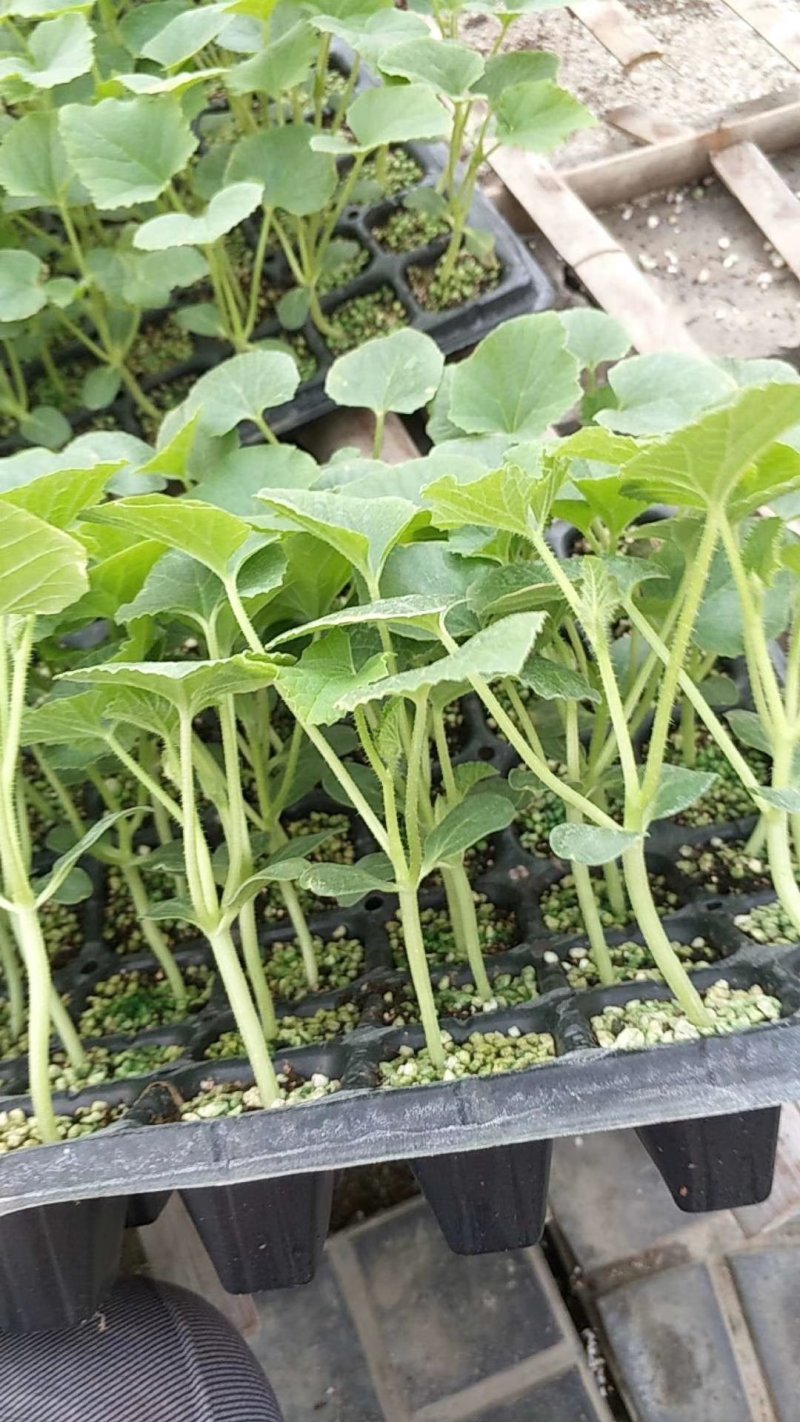 羊角蜜甜瓜苗嫁接苗直根苗口感酥脆基地直供