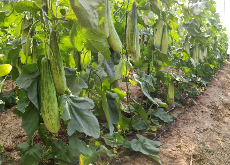 羊角蜜甜瓜苗嫁接苗直根苗口感酥脆基地直供
