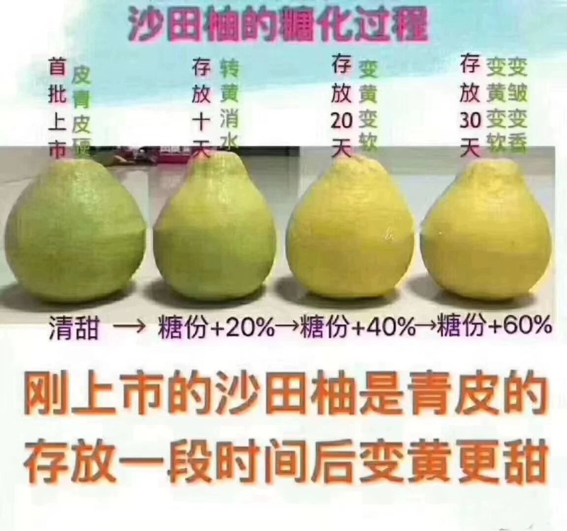 沙田柚产地批发