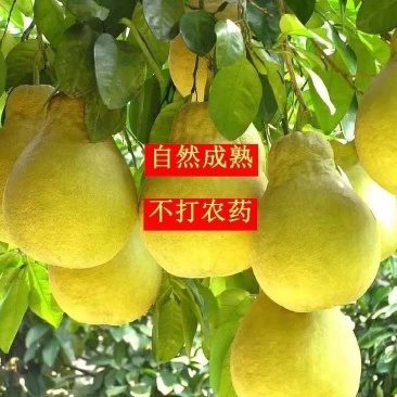 沙田柚产地批发