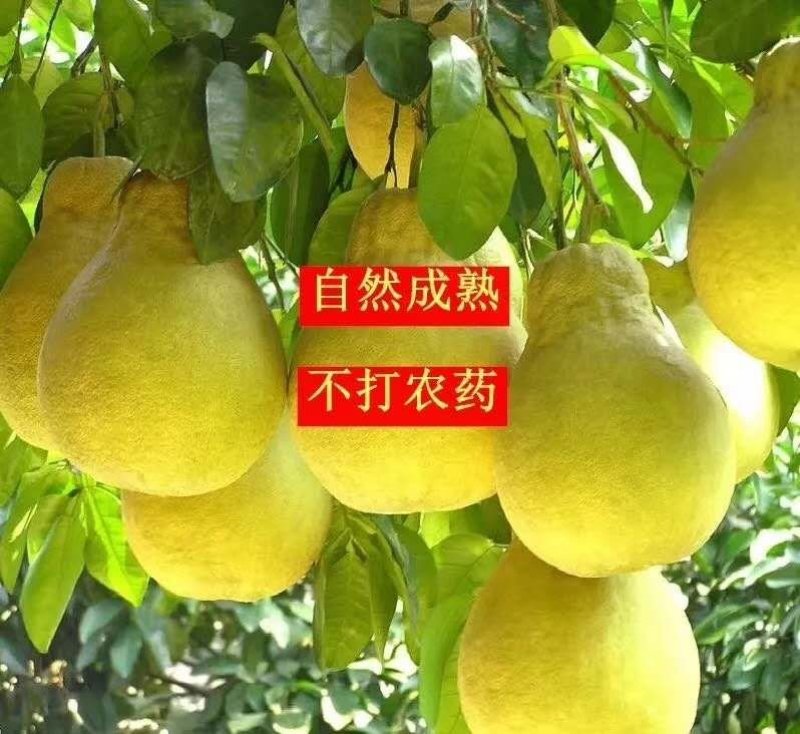 沙田柚产地批发
