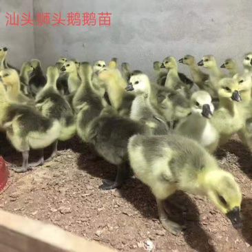 纯种狮头鹅，全国可发货，厂家直销批发，质量保证