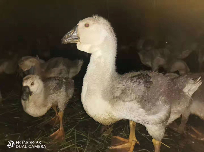 纯种狮头鹅，全国可发货，厂家直销批发，质量保证