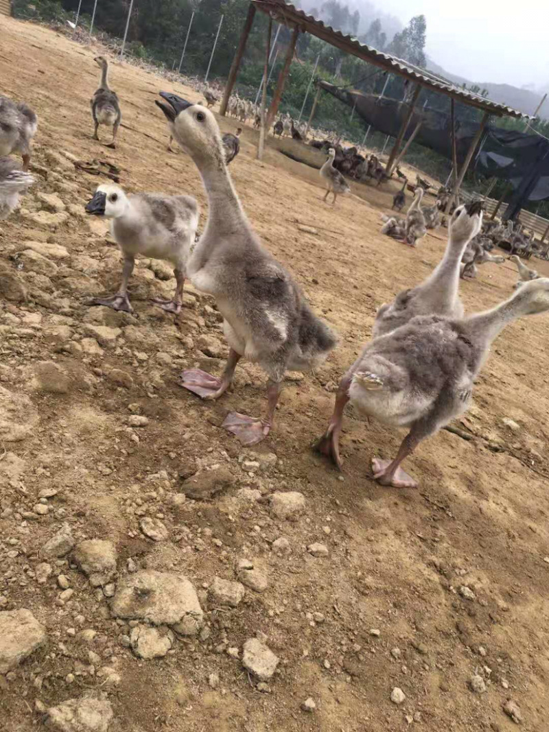 纯种狮头鹅，全国可发货，厂家直销批发，质量保证