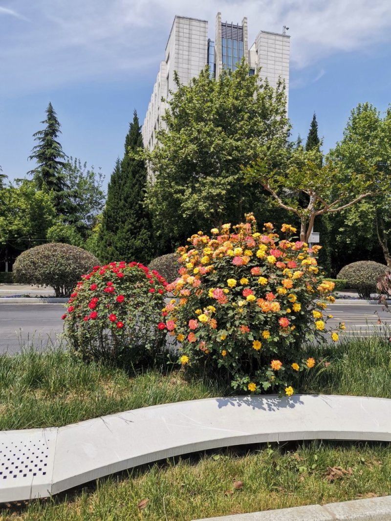 月季球，蔷薇球，月季蔷薇造型，自己苗圃货，基地直达