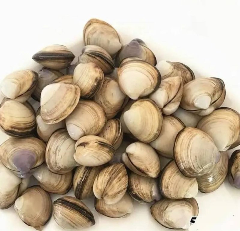 【产地直供】白蚬子鲜活蛤蜊花甲海鲜贝类鲜活海鲜水产