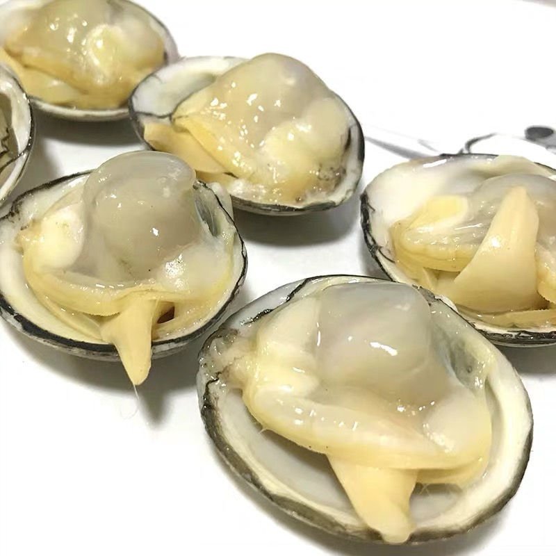 【产地直供】白蚬子鲜活蛤蜊花甲海鲜贝类鲜活海鲜水产