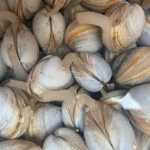 【产地直供】白蚬子鲜活蛤蜊花甲海鲜贝类鲜活海鲜水产