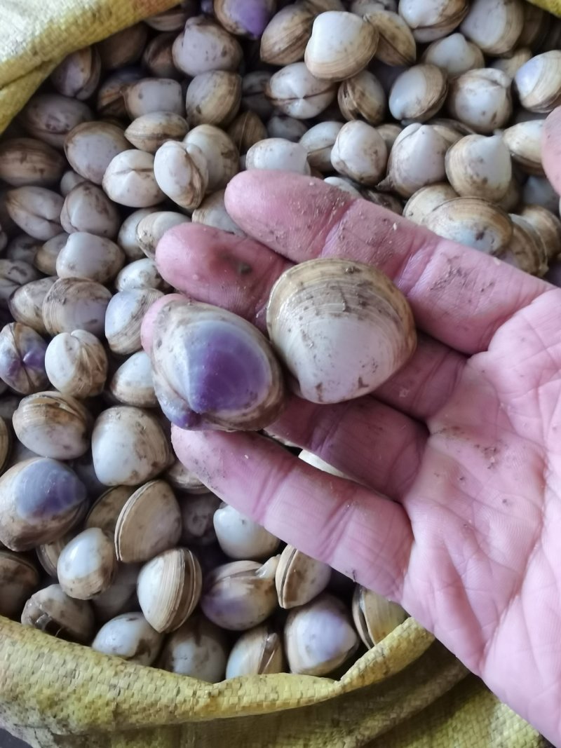 【产地直供】白蚬子鲜活蛤蜊花甲海鲜贝类鲜活海鲜水产