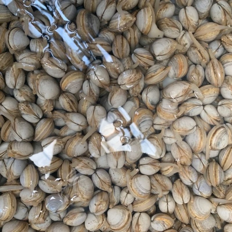 【产地直供】白蚬子鲜活蛤蜊花甲海鲜贝类鲜活海鲜水产