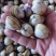 【产地直供】白蚬子鲜活蛤蜊花甲海鲜贝类鲜活海鲜水产